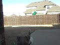 Jack Russell Terrier JRT Funny Dog. HILARIOUS!!!! Jack Russell Terrier JRT Funny Dog. HILARIOUS!!!!