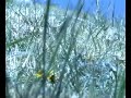 Sigur Ros- 