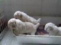 Caniche video