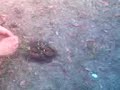 Kupa in the fire