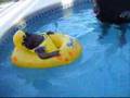 videos de Zhuri's 1st time in the pool