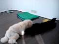 videos de Poodle's Morning cuddles.