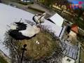 Bociany-storks` church czyli komu dzwonią, temu dzwonią...