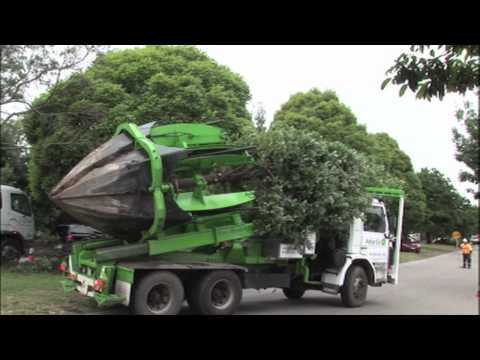 how to move and replant a tree