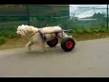 chariot pour chien berger des pyr�n�es handicap�