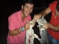 No al Matratro Animal!