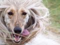 Keysa (Galgo Afgano)