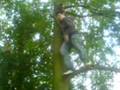 videos de zipplin