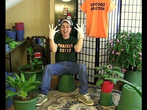 how to kill fungus on plant leaves