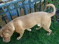 Hector, Dogo de Burdeos Hector, Dogo de Burdeos