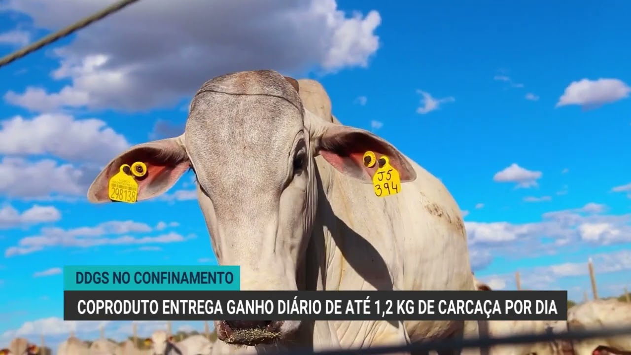 DDGS no confinamento entrega ganho diário de até 1,2 kg de carcaça por dia