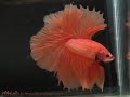 bEtTa Overhalfmoon orange 