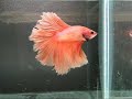 .:: bEtTa oRanGe HM ::. ( http://b-sjr.blogspot.com ) .:: bEtTa oRanGe HM ::. ( http://b-sjr.blogspot.com )