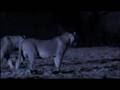 Elephant v  Lions