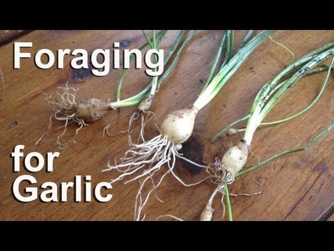 how to plant wild garlic
