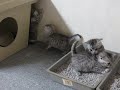 Kittens Adiélle 4 weken oud deel 2.