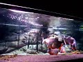 PIRANHA CARIBA - www.piranhaportal.net