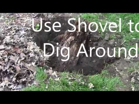 how to dissolve tree stump