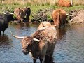Knoydart Cattle 2 Knoydart Cattle 2