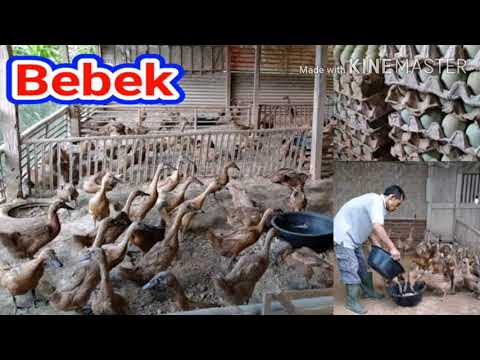 Video Pembelajaran Perawatan Hewan – Eko Julianto Education