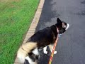 Walking the dog - slow fat burn exercise