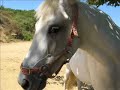 Horses - Farm �At Last Home� - www.sotos206.gr