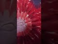 Click here to watch this video Shoutouts for:beautybaby44,GALAXYAUTO7989+more