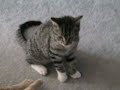 Cat fight