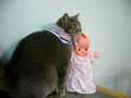 videos de Chun Chun vs Mouse