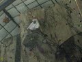 Halloween Costume Climb