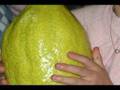 Big Etrog