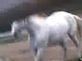 videos de La Migliore