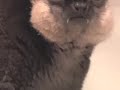 Lemur Life Episode 5: Parlez-Vous Francais Ma Cherie? Lemur Life Episode 5: Parlez-Vous Francais Ma Cherie?
