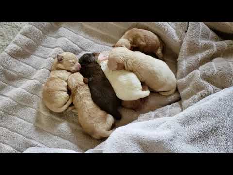 California woman gets jail for dumping bag of 7 puppies in trash