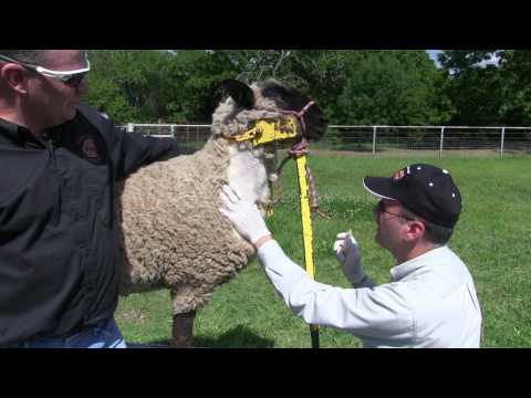 video-linktoworks-How to Draw A Blood Sample from a Sheep or Goat.