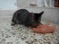 Tango Seeks a Good Home