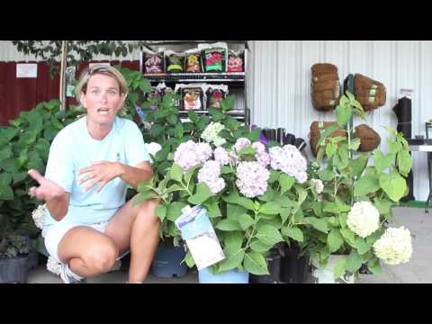 how to grow hydrangeas