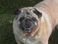 Bubba the Pug- It\