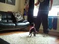 My staffordshire bull terrier getting clicker trained