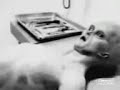 autopsia   et de roswell