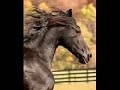 fresian vid fresian vid