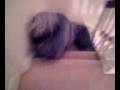 videos de Complete Twat UK - Stair Bowling