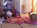 preciouspugglepuppies[1].wmv