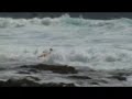 waveski-reunion .com