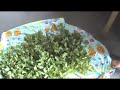 How to Dry Herbs, Harvesting Herbs: Lemon Balm How to Dry Herbs, Harvesting Herbs: Lemon Balm
