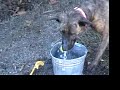 Cats and Dogs Need Your Help