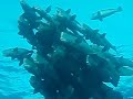 BUMPHEAD PARROTFISH