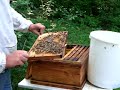abstoßen der Bienen abstoßen der Bienen