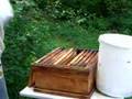 abstoßen der Bienen