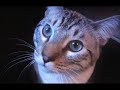 DJ Mangoo, Snow Bengal